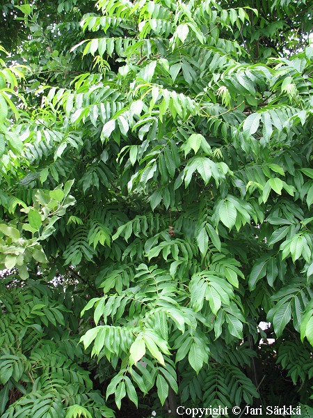 Pterocarya rhoifolia, japaninsiipiphkin